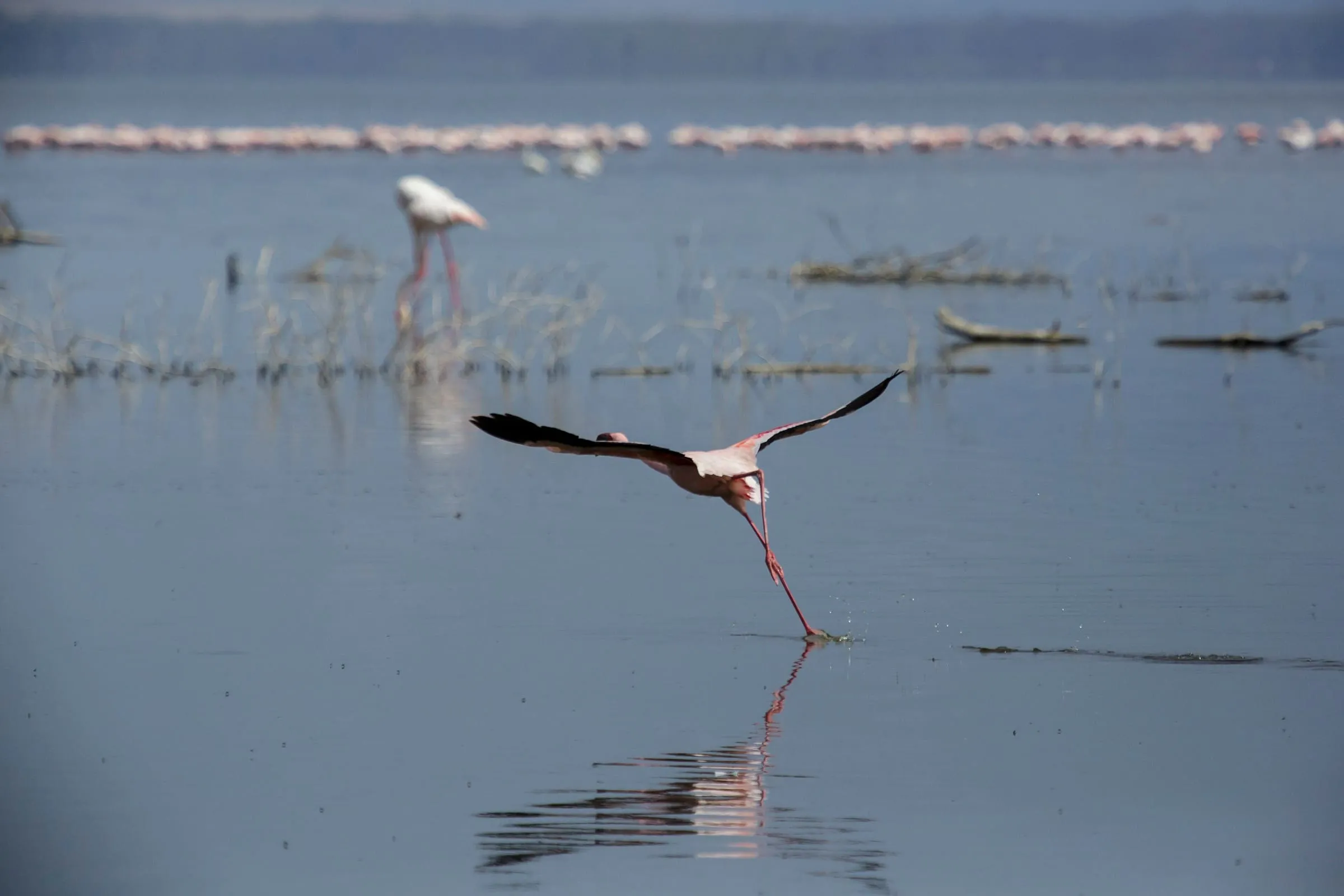 A flamingo at Lake Nakuru